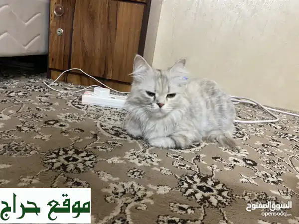 قطه شيرازي غير معقمه