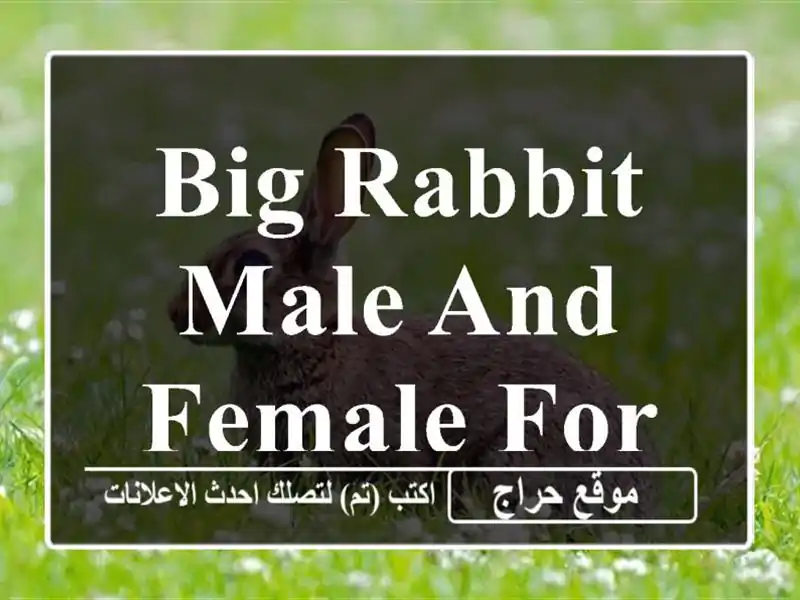 Big rabbit male and female for sale