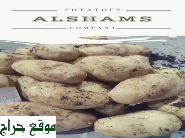 hello we're alshams company <br/>we're global exporter and supplier of #fresh potatoes...