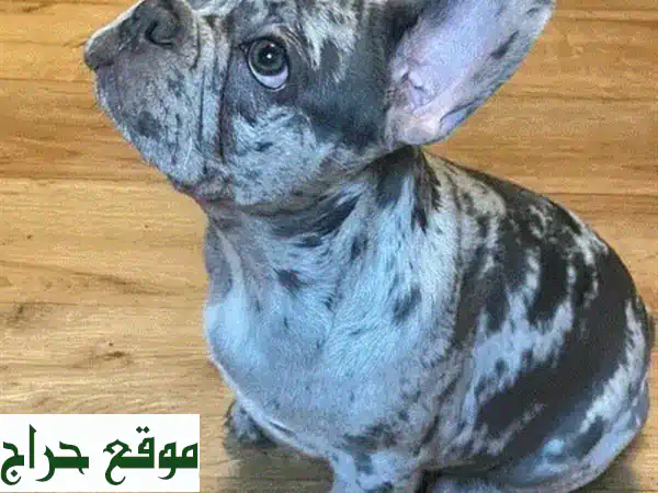 Frensh bulldog merle available lebanon