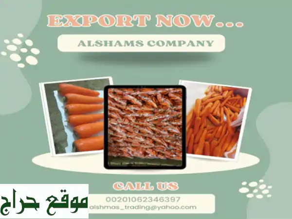 hello we're alshams company <br/>we're global exporter and supplier of #fresh carrot <br/>we're bulk ...