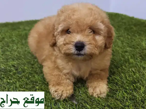 Mini toy poodle and pomeranian also buying all type dogs