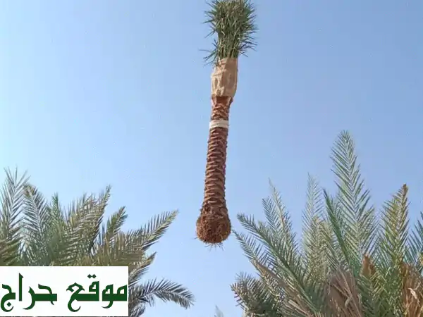 زرع ونقل وقص الشجر والنخل في أبوظبي