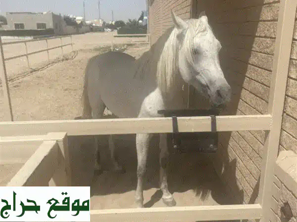 للبيع حصان مكس عربي