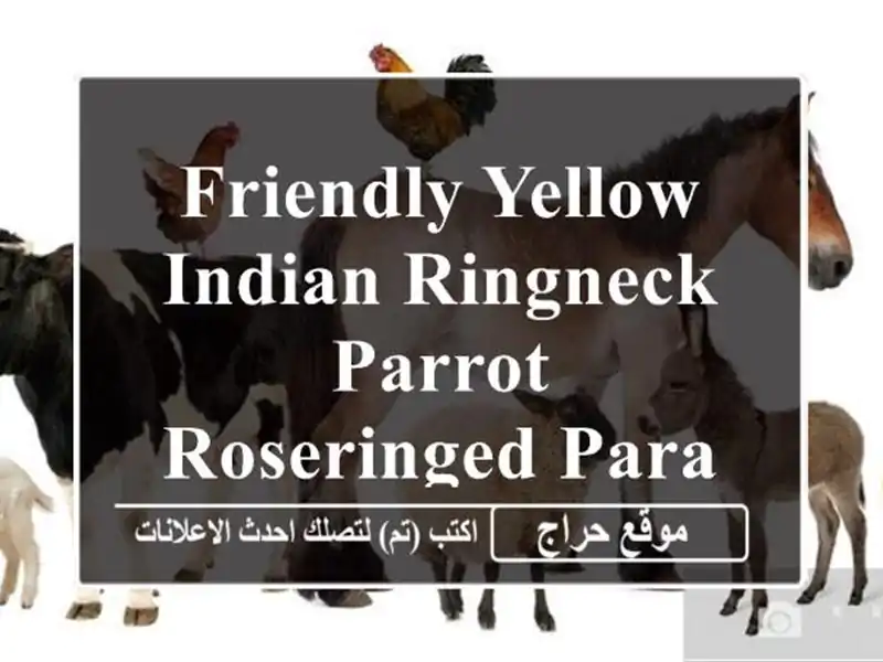 friendly yellow indian ringneck parrot roseringed parakeet درة