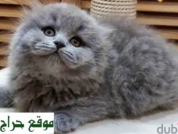 Scottish fold short and long hair available