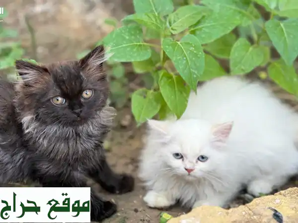 قطط للبيع 2 صغار عمر 3 اشهر الأبيض ذكر والأسود...