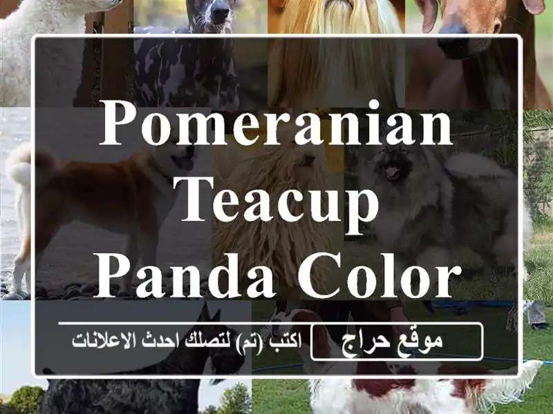 Pomeranian Teacup Panda color dog