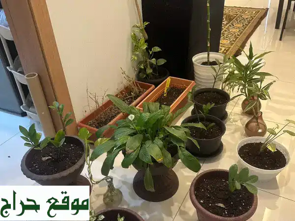 Plant and soil with pot for sale