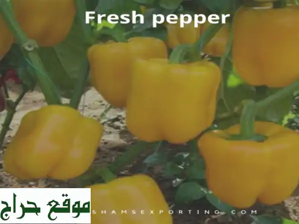 varieties coloured pepper ( green , red , yellow ) <br/>, chili ( red & green ) . <br/>packing <br/> ...