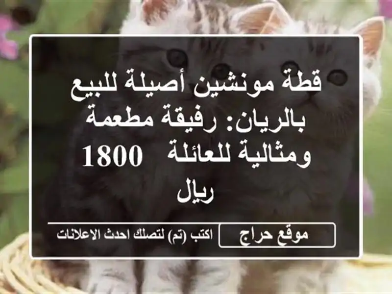 قطة مونشين أصيلة للبيع بالريان: رفيقة مطعمة...