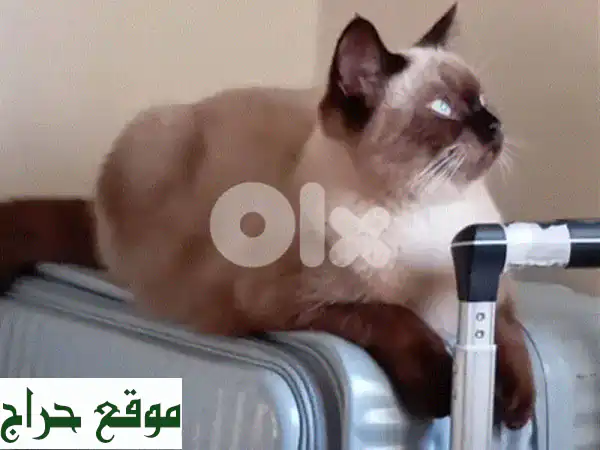 قطة للبيع في لبنان: متعلمة على اللتر بوكس ونظيفة...