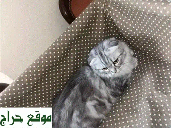 قطة للبيع في لبنان: متعلمة على اللتر بوكس ونظيفة | رفيقتك المثالية!