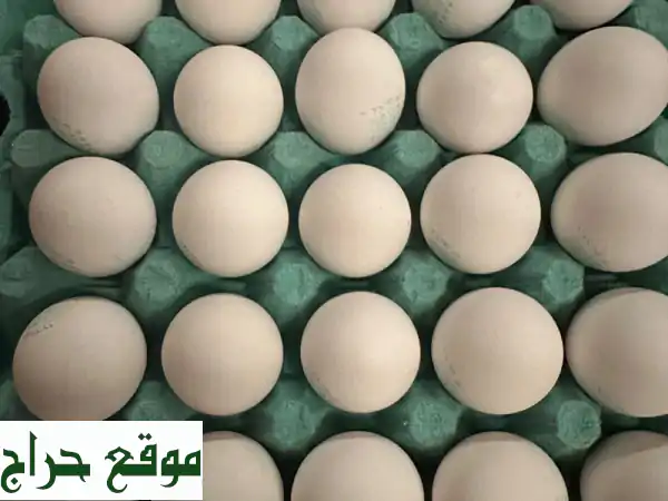 بيض مائدة طازج بالجملة بالرياض: توصيل مجاني...