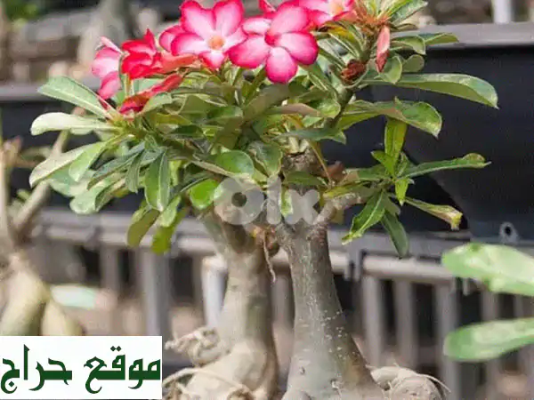 بونساي وردة الصحراء النادرة: إزهار دائم وجمال...