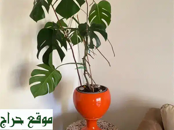 أضف لمسة حياة: زهور طبيعية حقيقية لديكور منزلك وحديقتك!