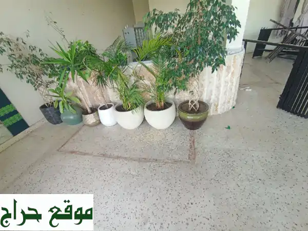 فرصة ذهبية ببريدة! 32 حوض شجر طبيعي فخم + 6 أحواض...