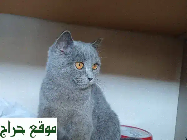 فرصة ذهبية: قطة بريطانية أصيلة رمادية (7 أشهر) مع...