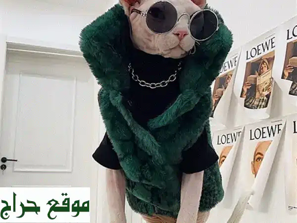 فرصة نادرة: قط سفنكس أصيل للبيع | توصيل متاح |...