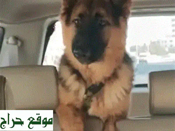 كلبة جيرمن شيبرد للبيع: أنثى أليفة ومطعمة بجواز...