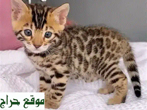 فرصة نادرة: قط سفنكس أصيل للبيع | توصيل متاح | مدرب ومطعّم | رفيقك المثالي!