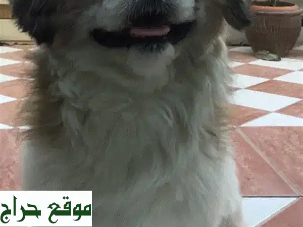 تبنّى الوفاء: كلب شب زو أليف (6 سنوات) للبيع -...