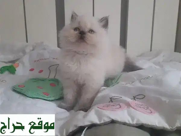 قطة صغيرة رائعة للبيع (عمر شهرين) - مطعمة، مدربة،...