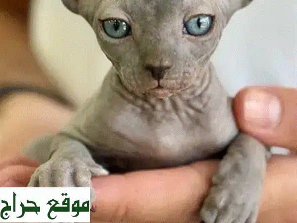فرصة العمر! قطط سفنكس نادرة وأصيلة للبيع في لبنان...