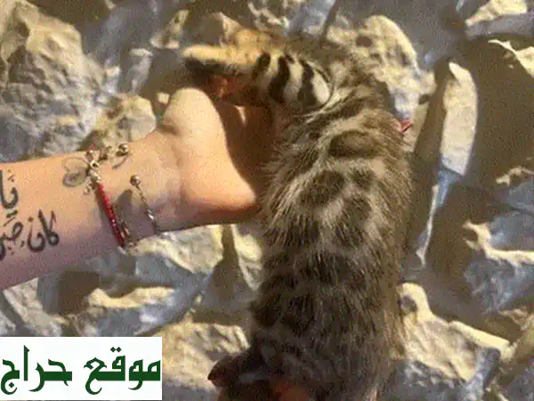 فرصة العمر! قطط سفنكس نادرة وأصيلة للبيع في لبنان 🐾 ذكور وإناث | توصيل سريع