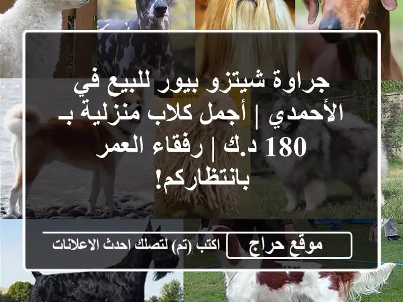 جراوة شيتزو بيور للبيع في الأحمدي | أجمل كلاب منزلية...