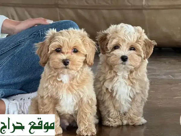 جرو مالتي بو للبيع: رفيقك الصغير المثالي...