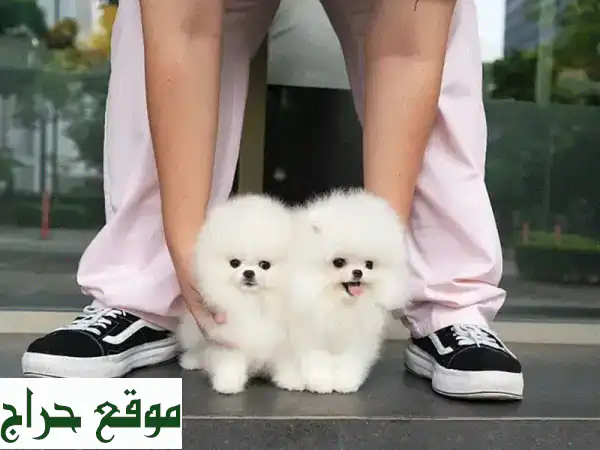 جرو بومرينيان تي كاب: رفيقك الصغير المدلل جاهز...