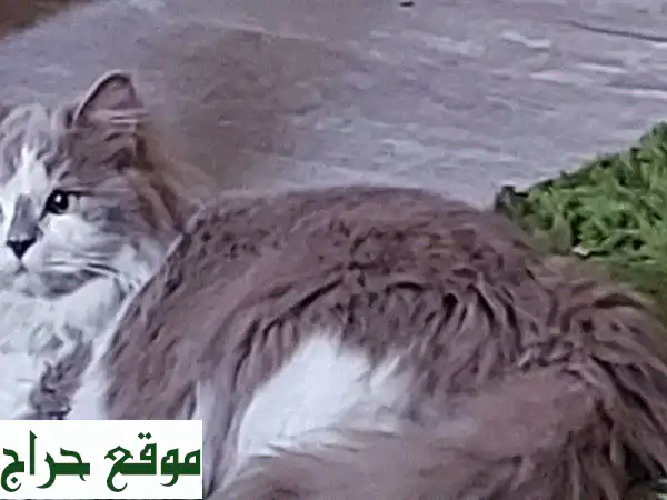 تبنى قطك الآن: رفيق جميل ونظيف | 7 شهور، مطعم ومدرب