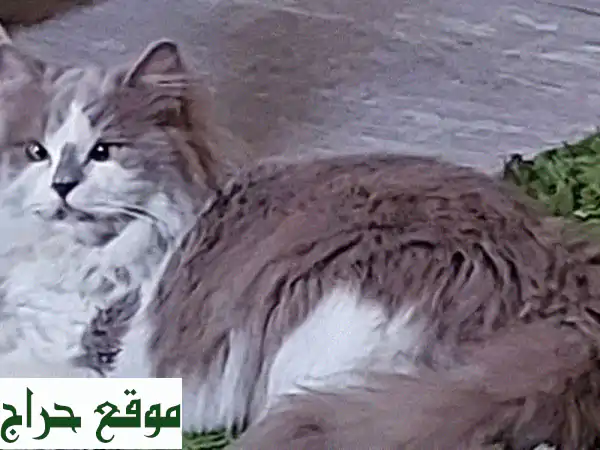 تبنى قطك الآن: رفيق جميل ونظيف | 7 شهور، مطعم ومدرب