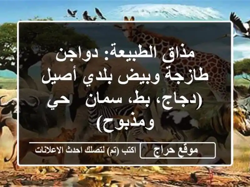 مذاق الطبيعة: دواجن طازجة وبيض بلدي أصيل (دجاج، بط، سمان - حي ومذبوح)