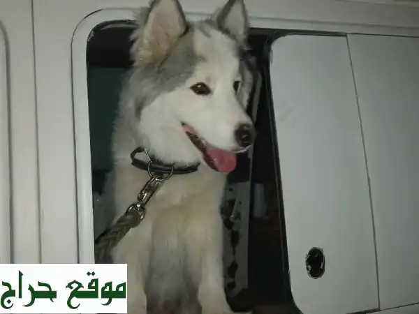 للبيع: جرو هاسكي أصيل (7 شهور) - رفيقك المثالي...