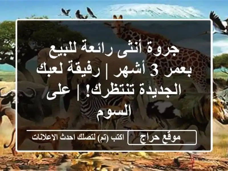 جروة أنثى رائعة للبيع بعمر 3 أشهر | رفيقة لعبك...