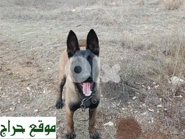 فرصة ذهبية! جرو K9 مالينو أصيل للبيع (6 أشهر) – بسعر...