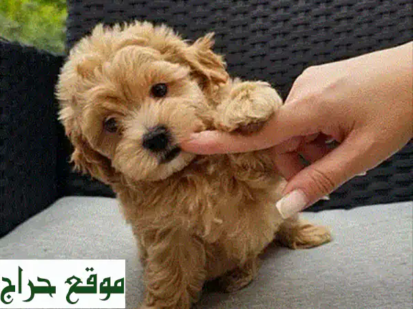 جراوي داتشوند أصيلة مستوردة بلاك تان للبيع: رفيقك الجديد بانتظارك!