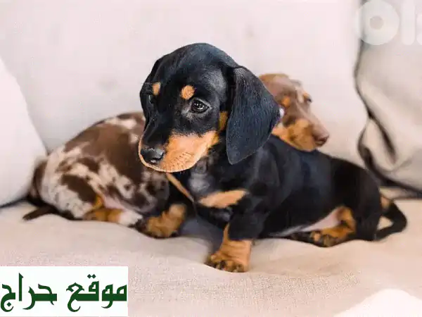 جراوي داتشوند أصيلة مستوردة بلاك تان للبيع:...