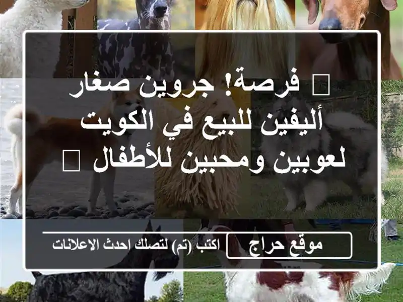 🎉 فرصة! جروين صغار أليفين للبيع في الكويت -...