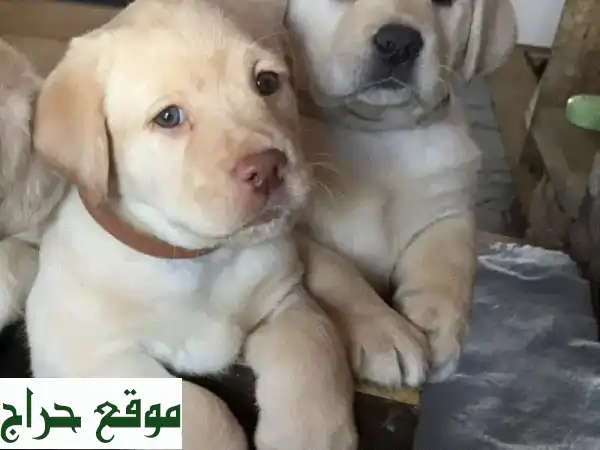 Labrador puppiesu002 Fu002 FWhatsApp +96597876497