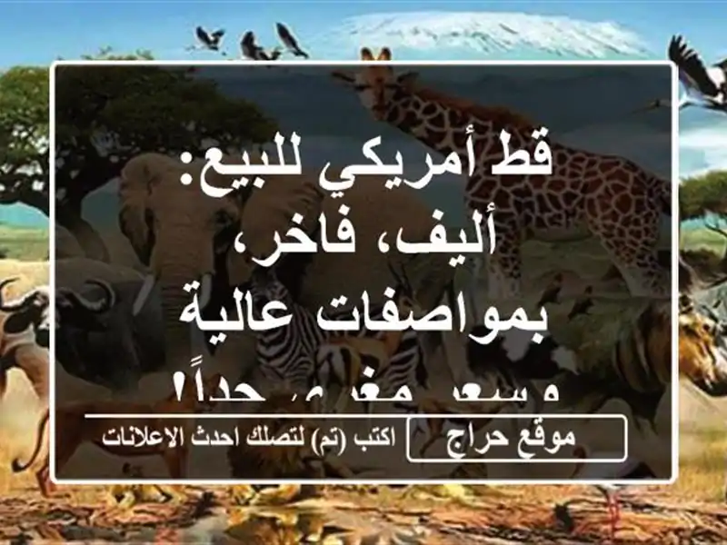 قط أمريكي للبيع: أليف، فاخر، بمواصفات عالية وسعر...