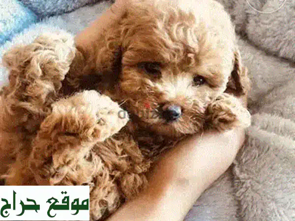 جراوي بودل صغيرة أليفة للبيع في لبنان | ذكور وإناث | الفرحة الصغيرة بانتظارك!