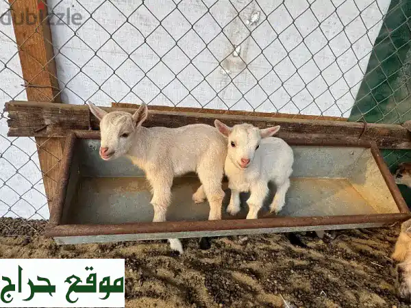 زوج ماعز قزم تشيكي للبيع في بخاء - رفاق أليفة بسعر 1500 ريال!