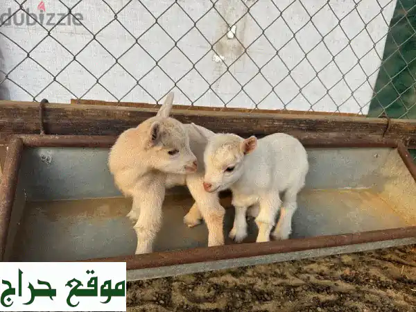 زوج ماعز قزم تشيكي للبيع في بخاء - رفاق أليفة بسعر...