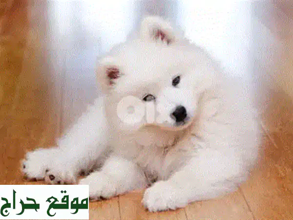 فرصة نادرة: أصغر جرو يوركشاير ميكرو مستورد 🐾 مدرب ومطعم وجاهز لمنزلك!