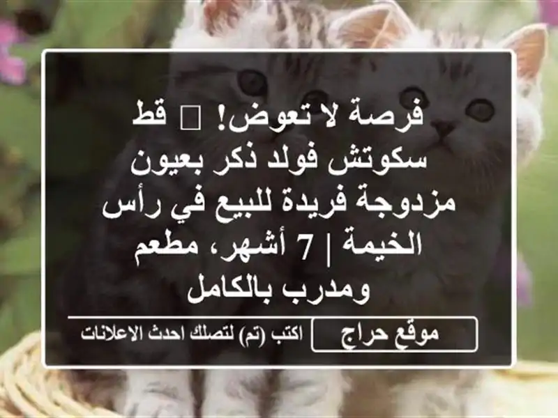 فرصة لا تعوض! 🐾 قط سكوتش فولد ذكر بعيون مزدوجة...