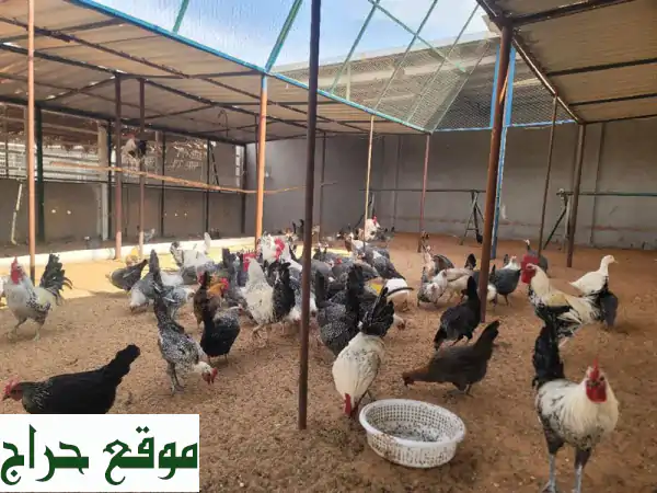 فرصة ذهبية! تشكيلة دواجن ومنتجاتها للبيع في شقراء: دجاج فيومي، بلدي، حبشي، وبط بكيني منتج!