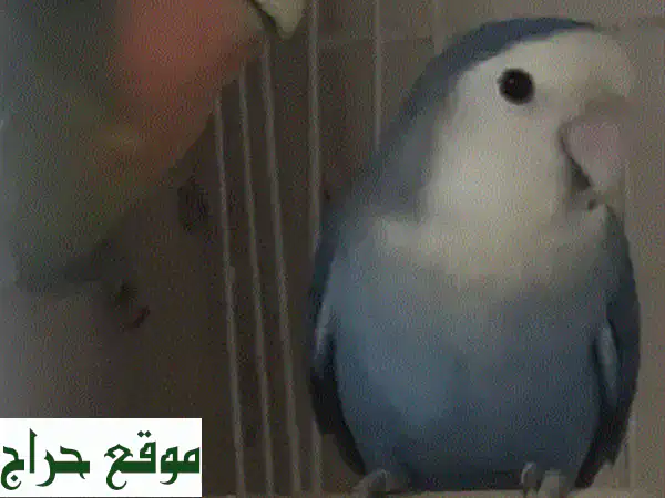 ✨ فرصة لا تُعوّض: زوج ببغاء روزيلا منتج ومميز - 1.5...